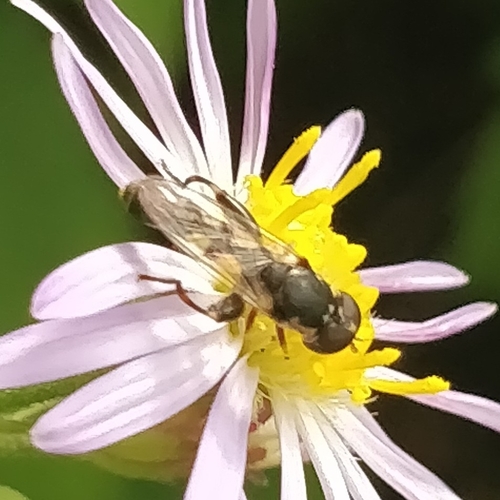 Thick-legged Hover Fly, 6708 HX Wageningen, Nederland, photo 9 of 10