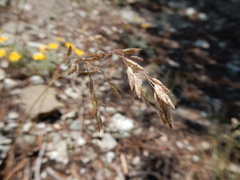 Poa wheeleri