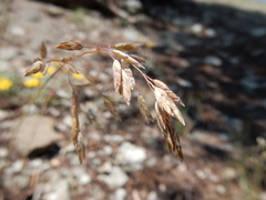 Poa wheeleri
