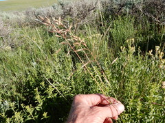 Poa wheeleri