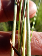 Poa wheeleri