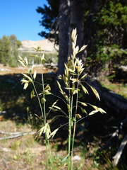 Poa wheeleri