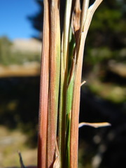 Poa wheeleri