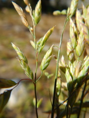 Poa wheeleri