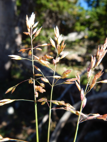 Wheeler's bluegrass (Poa wheeleri)