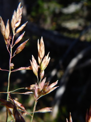Poa wheeleri