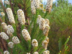 Amphiglossa (Amphiglossa)