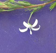 Wahlenbergia unidentata