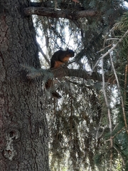Sciurus niger