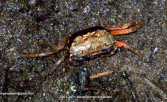 Gelasiminae
