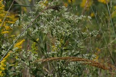 Eupatorium altissimum