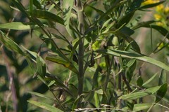 Eupatorium altissimum