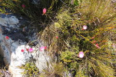 Syncarpha canescens canescens