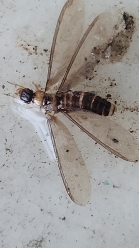 Yellownecked Dry-wood Termite photo 4