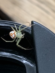 Araneus guttulatus