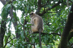 Semnopithecus hypoleucos