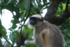 Semnopithecus hypoleucos