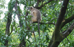 Semnopithecus hypoleucos