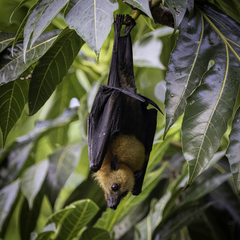 Pteropus seychellensis seychellensis
