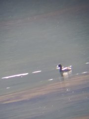 Fulica americana americana