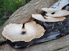 Cerioporus squamosus