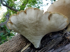 Cerioporus squamosus