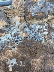 Aspicilia californica