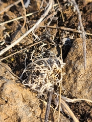 Aspicilia californica