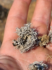 Aspicilia californica