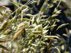 Poa wheeleri