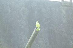 Forpus crassirostris