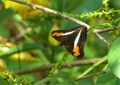 Adelpha plesaure