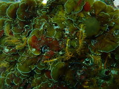 Exallosorus harveyanus