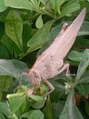 Anacridium aegyptium