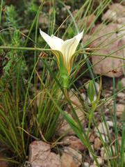 Romulea longipes