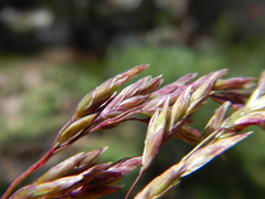 Poa wheeleri