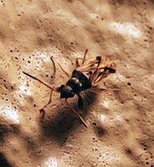 Pseudopachybrachius vinctus