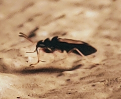 Pseudopachybrachius vinctus