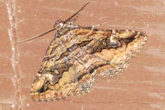 Zaleops umbrina