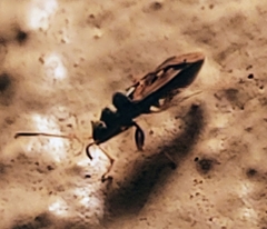 Pseudopachybrachius vinctus