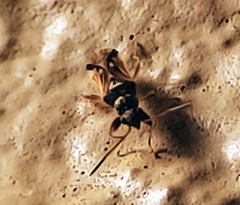 Pseudopachybrachius vinctus