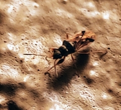 Pseudopachybrachius vinctus