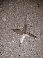 Astropecten jonstoni