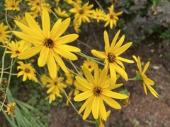 Helianthus