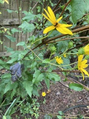 Helianthus