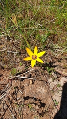 Pauridia canaliculata