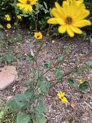 Helianthus