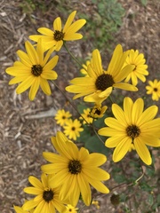 Helianthus