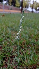 Spiranthes spiralis