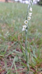 Spiranthes spiralis